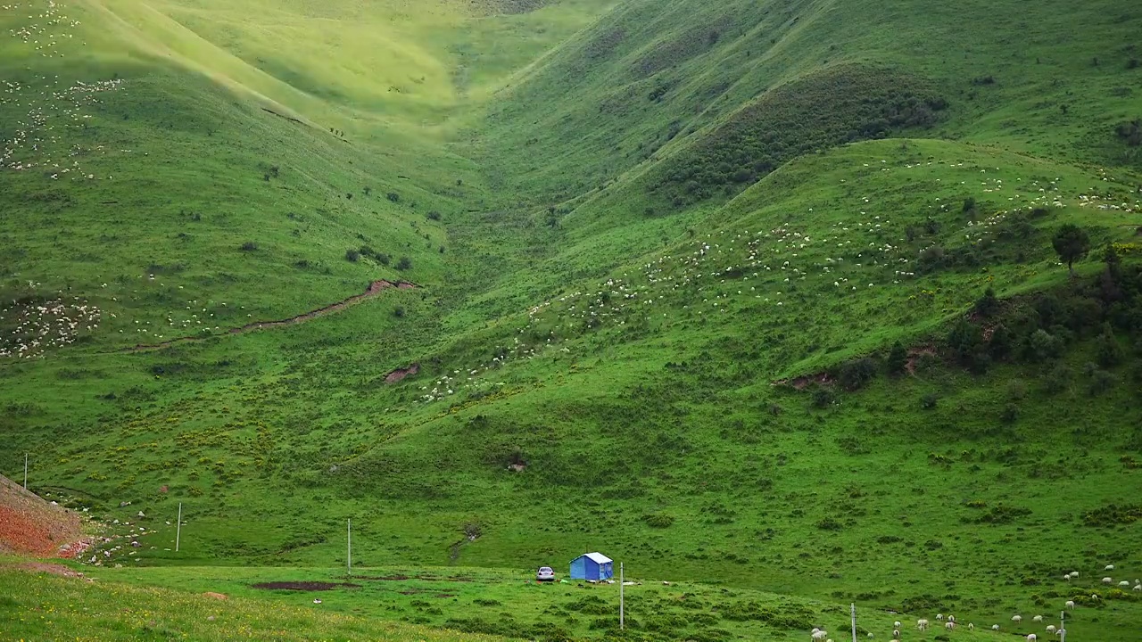 草原山坡羊群光影视频素材