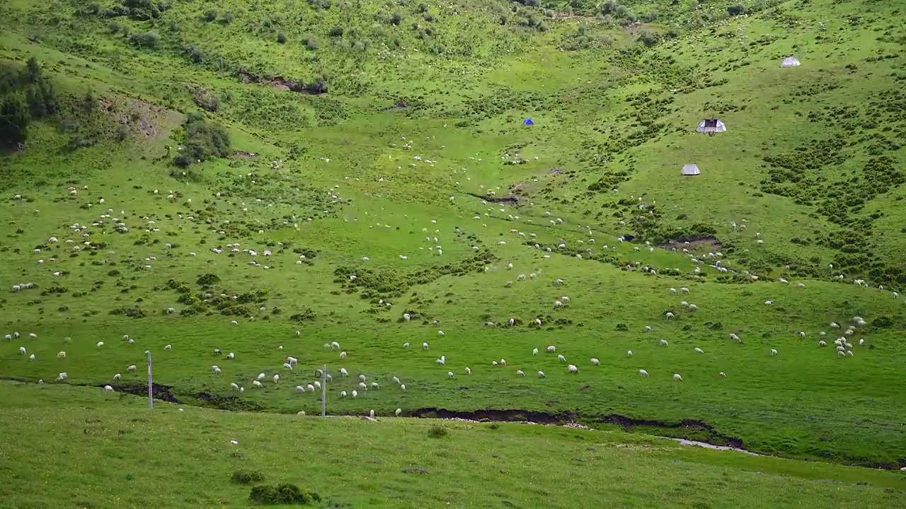 草原山坡羊群光影视频素材