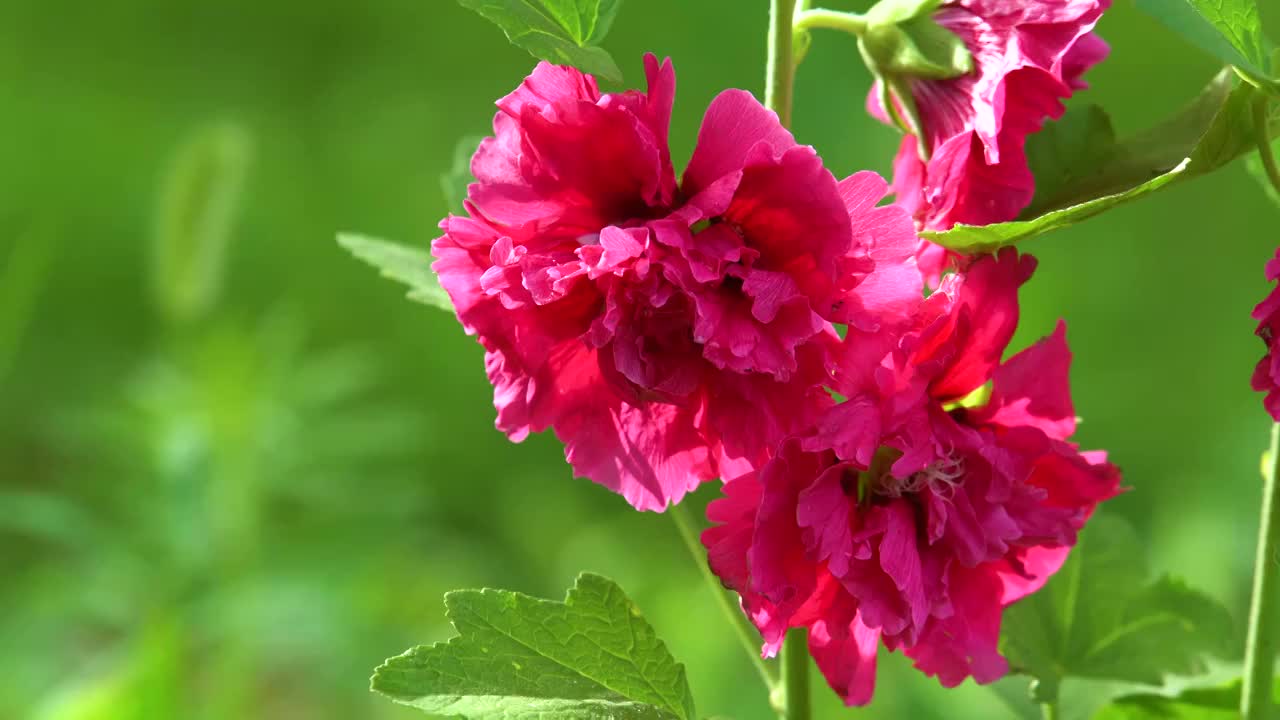 夏季清晨盛开的粉色芍药花视频素材