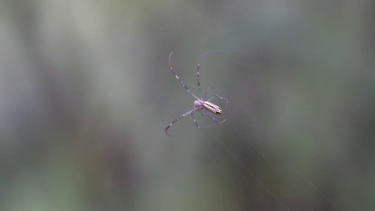 蜘蛛视频素材