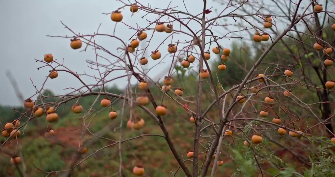 柿子树视频素材