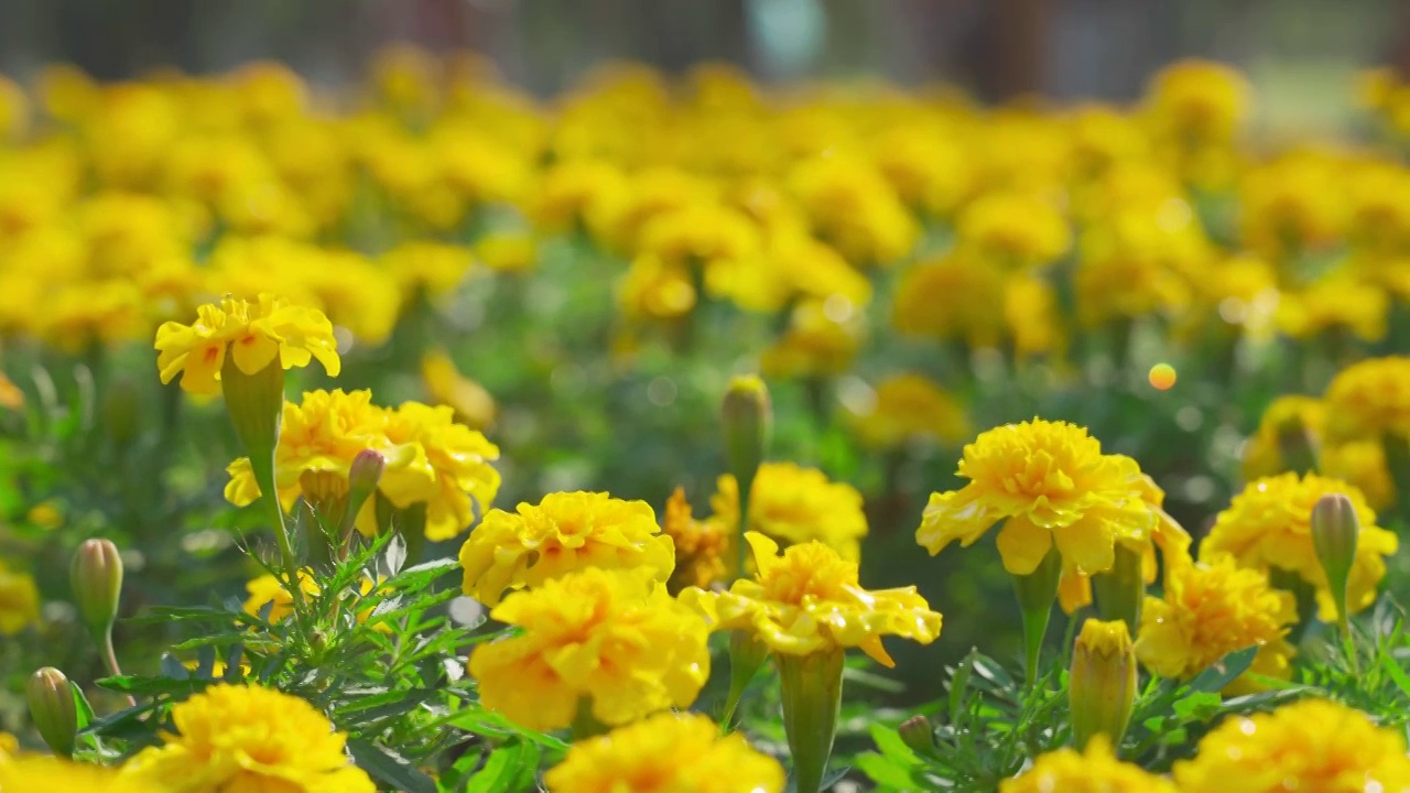 黄花特写视频素材