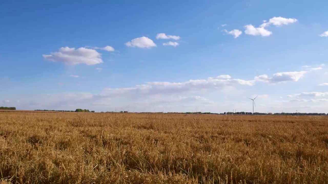 东北黑龙江省秋季成熟的水稻田视频素材