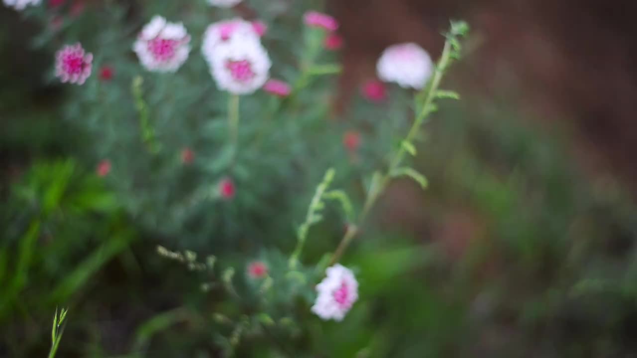 草原野花特写视频素材