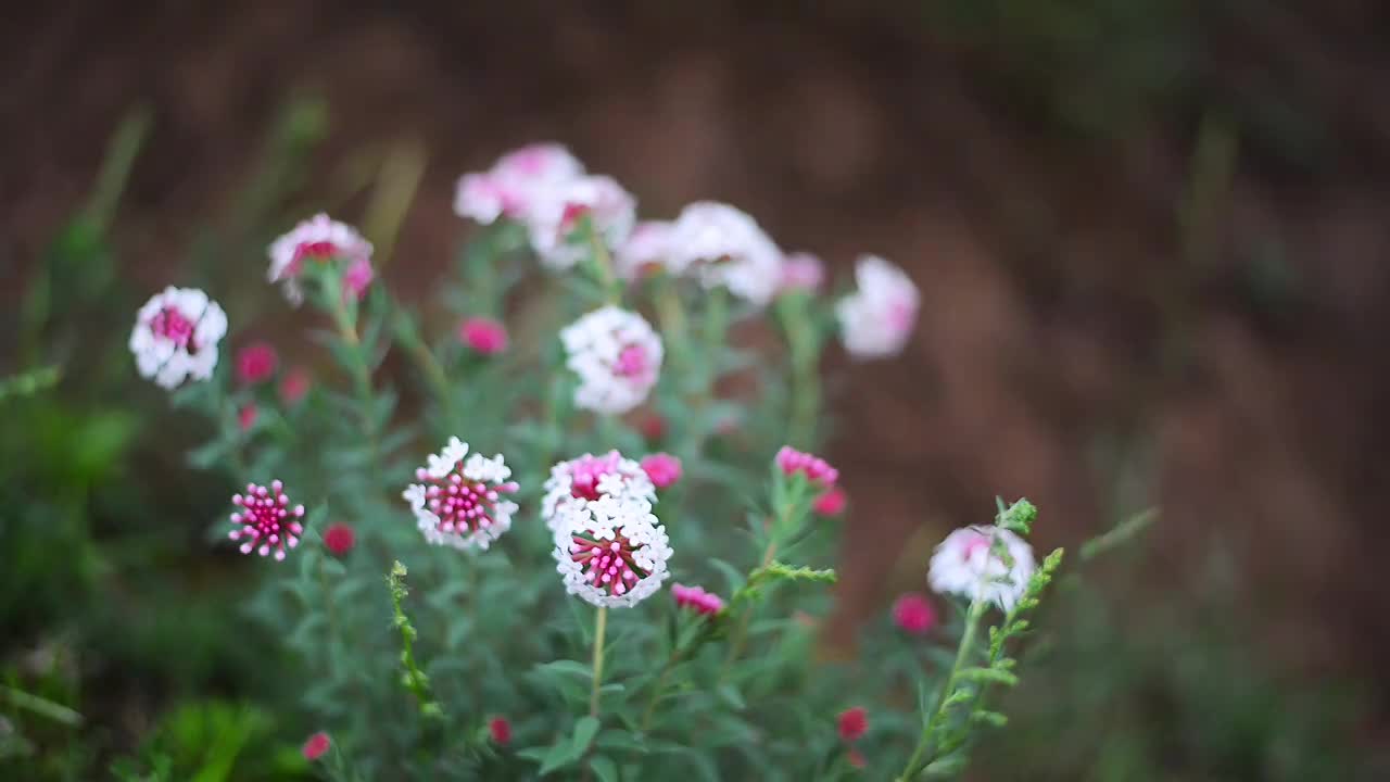 草原野花特写视频素材