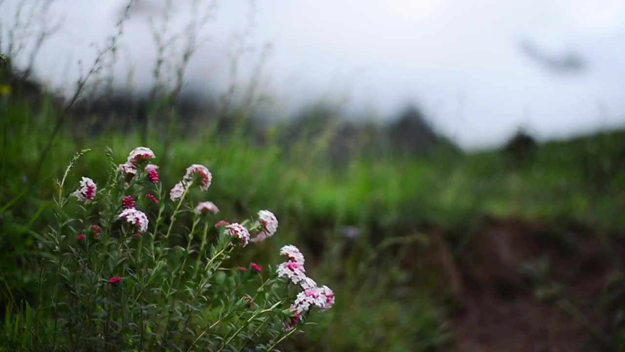 草原野花特写视频素材