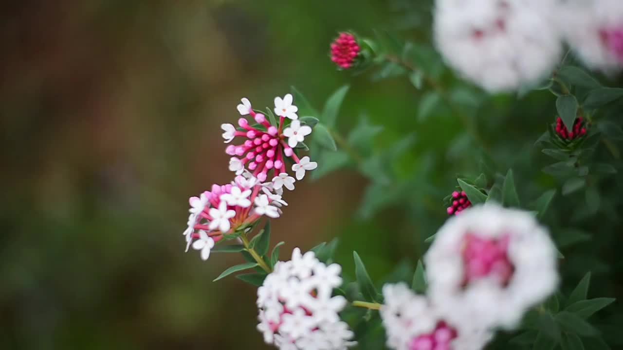 草原野花特写视频素材