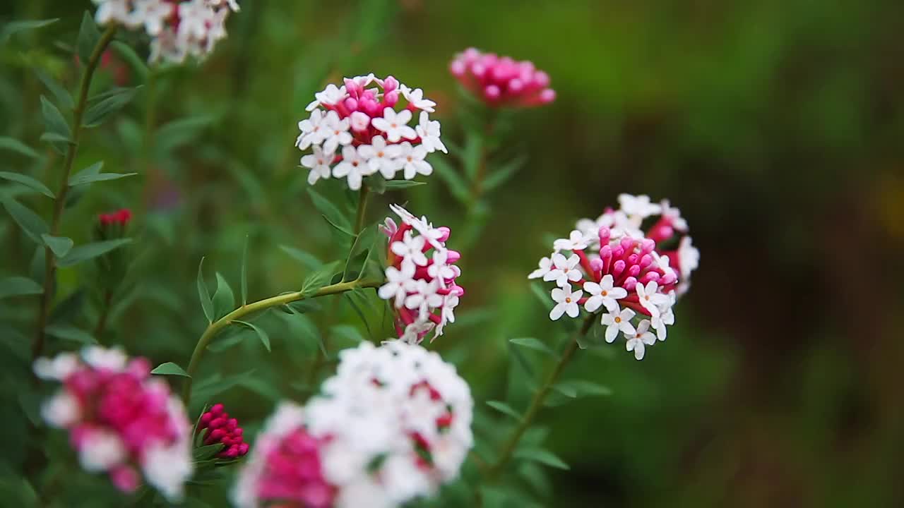 草原野花特写视频素材