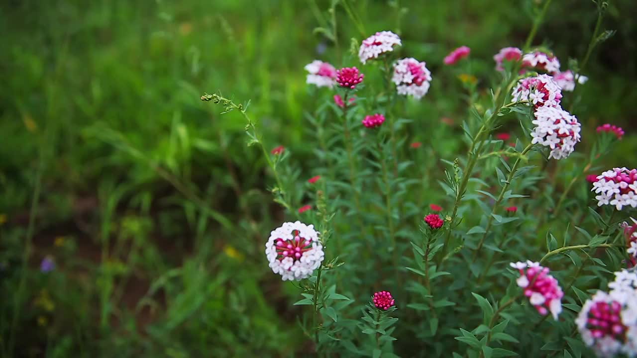 草原野花特写视频素材