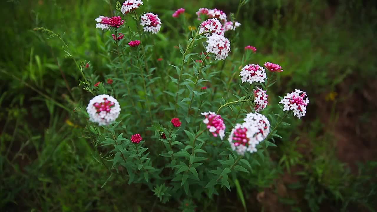 草原野花特写视频素材