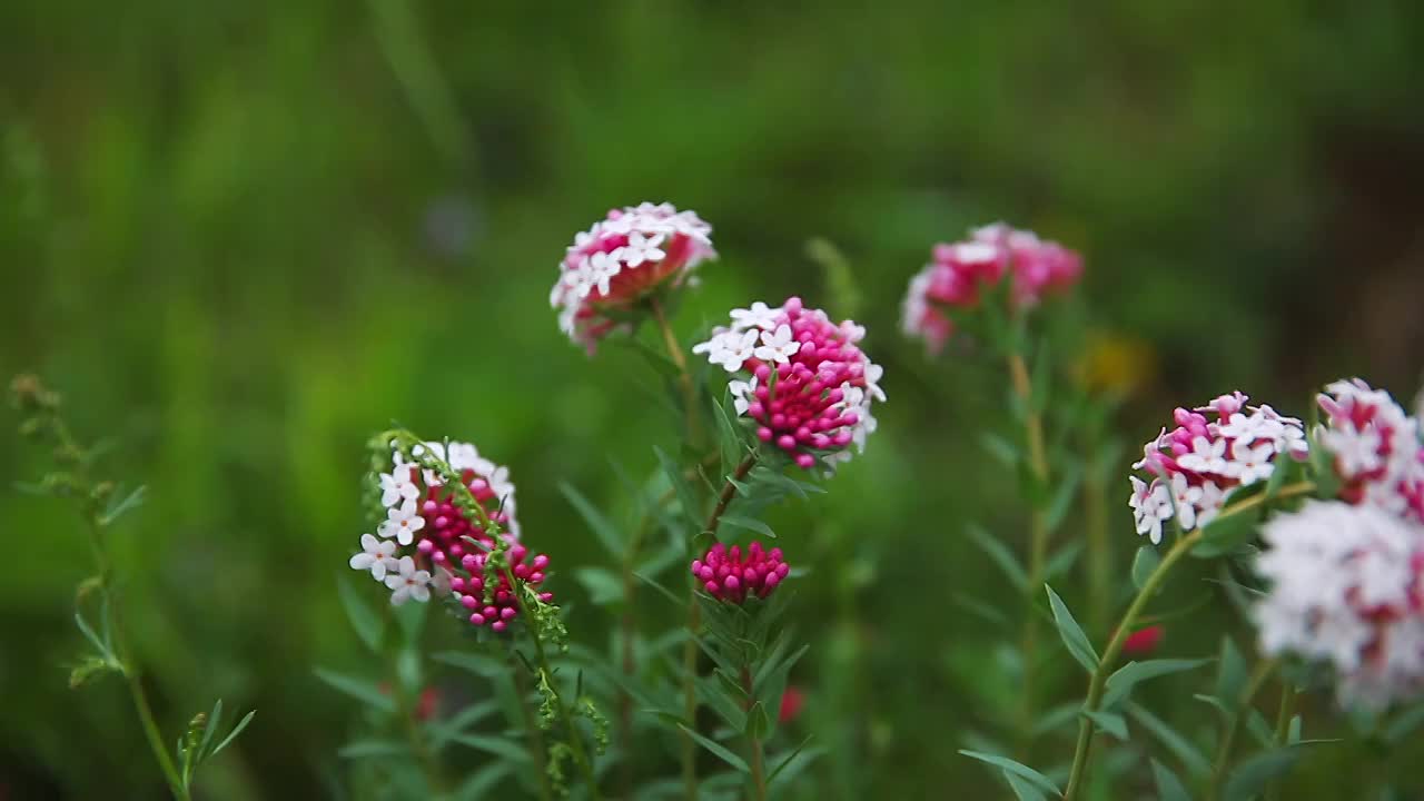 草原野花特写视频素材