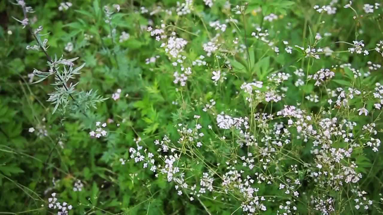 草原野花视频素材