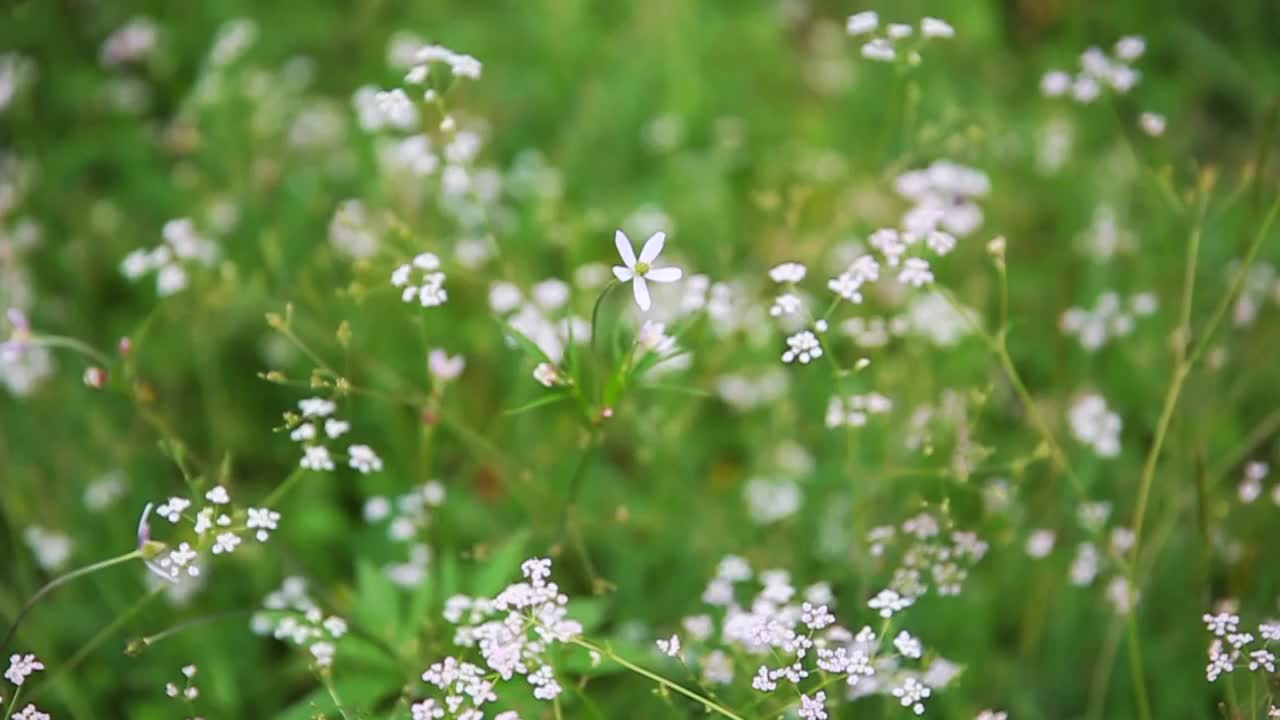 草原野花视频素材