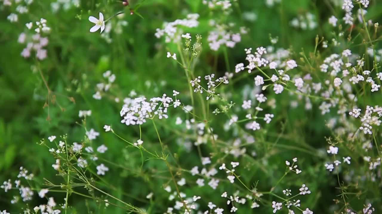 草原野花视频素材