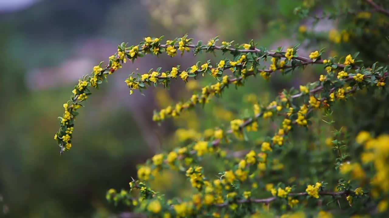 草原野花视频素材