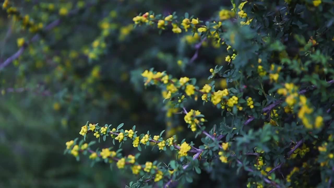 草原野花视频素材