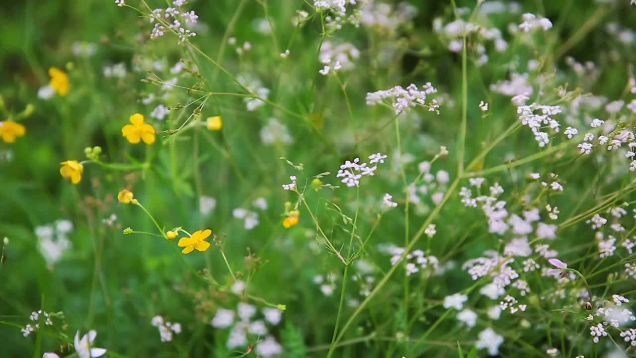 草原野花视频素材