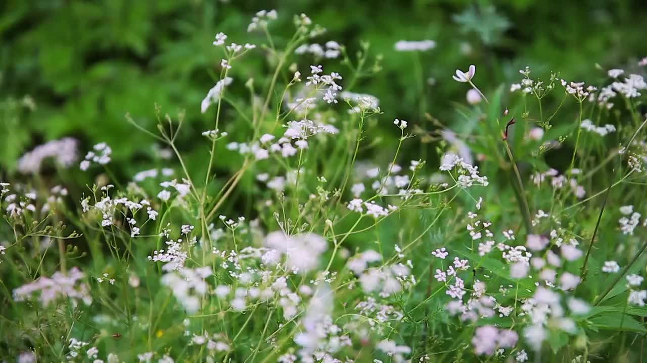 草原野花视频素材