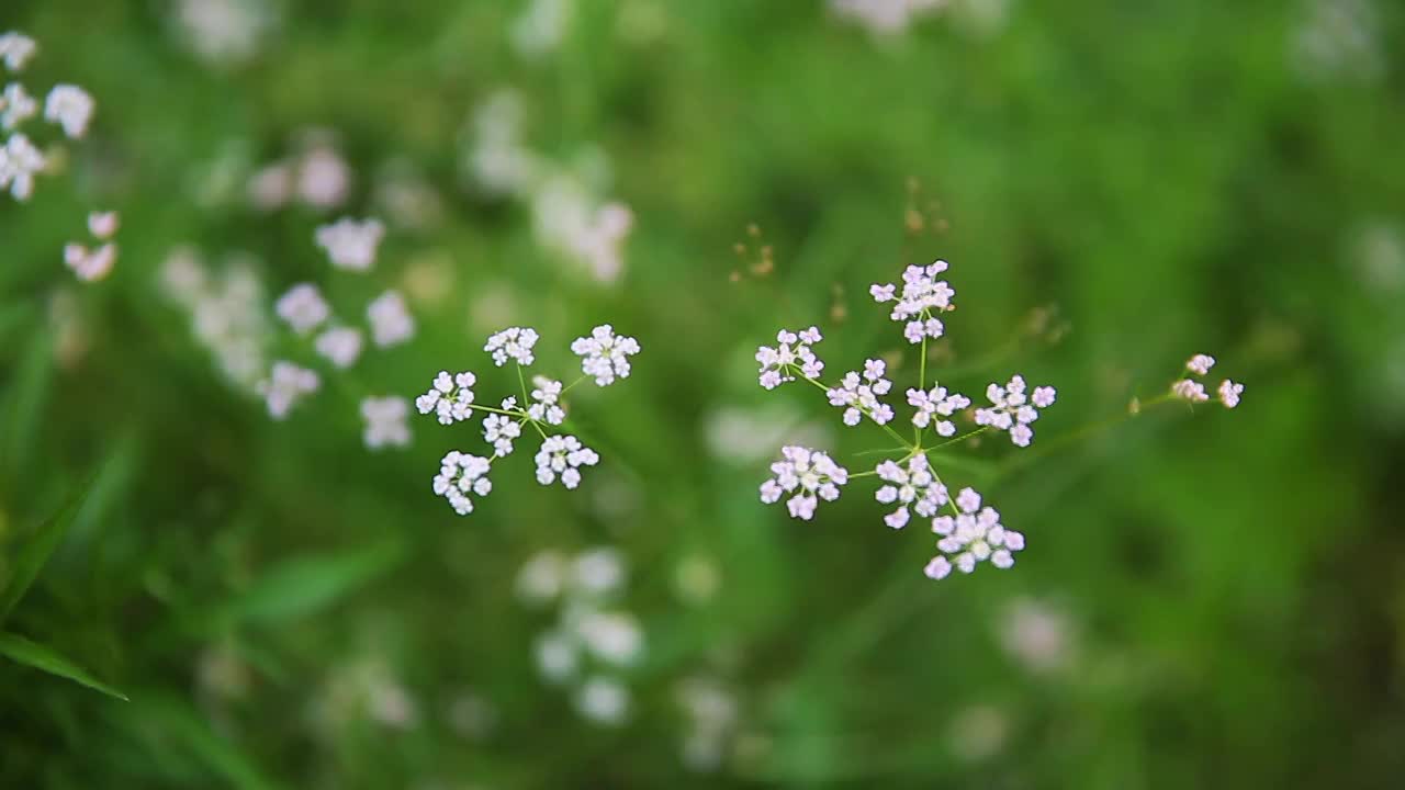 草原野花视频素材