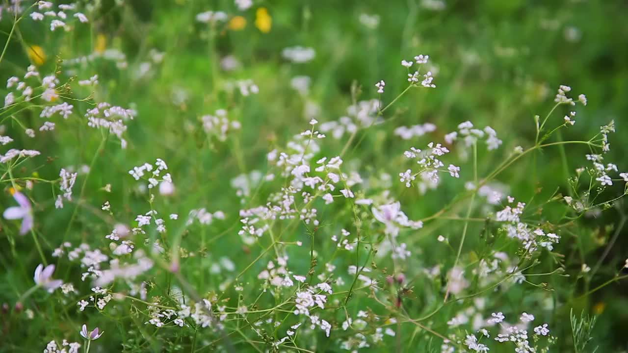 草原野花视频素材