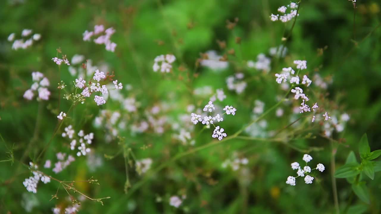 草原野花视频素材