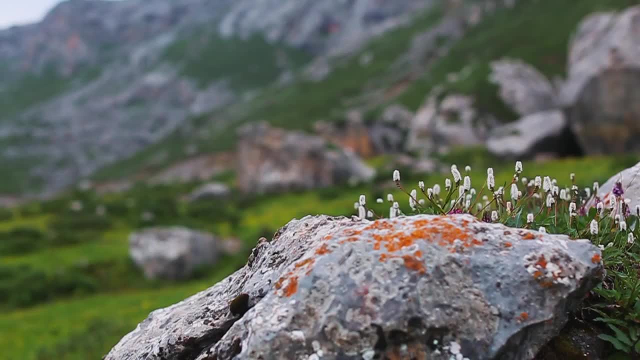 草原野花视频素材