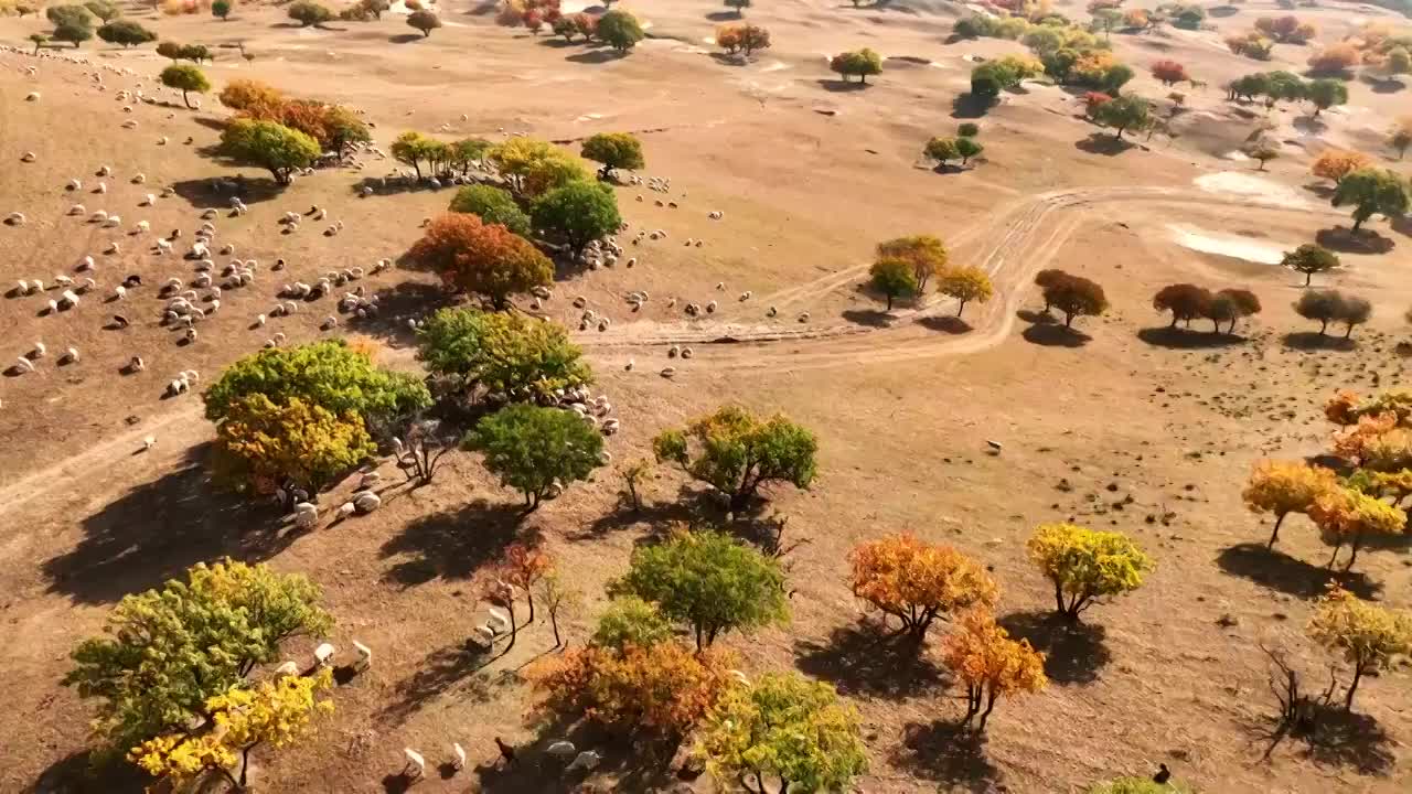 内蒙古坝上乌兰布统秋季秋天秋景五彩斑斓航拍视频素材