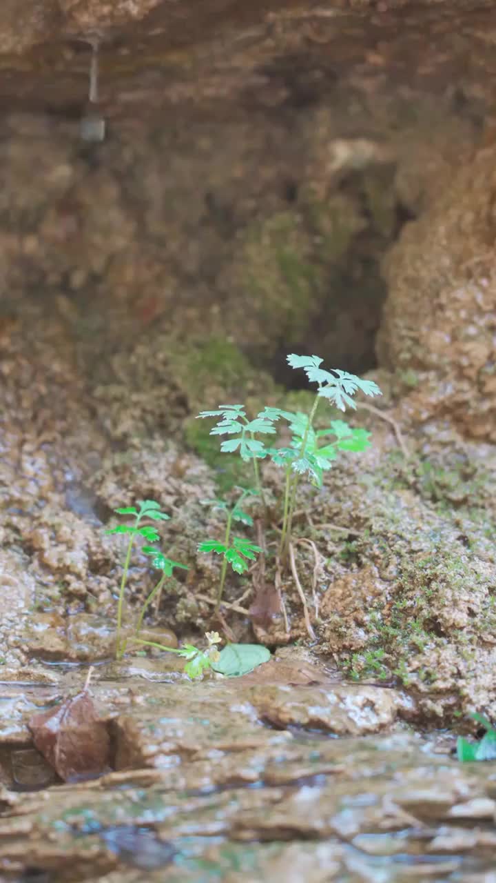 石峰小草水滴视频素材