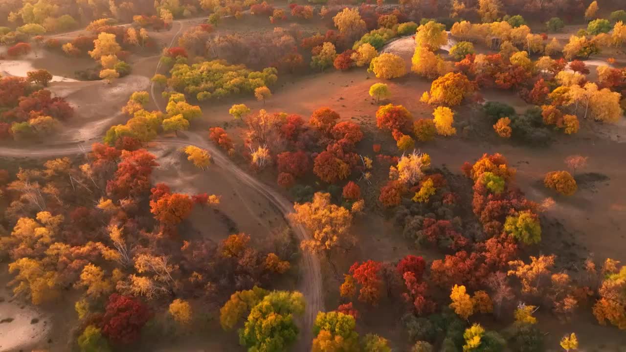 内蒙古坝上乌兰布统秋季秋天秋景彩林航拍视频素材