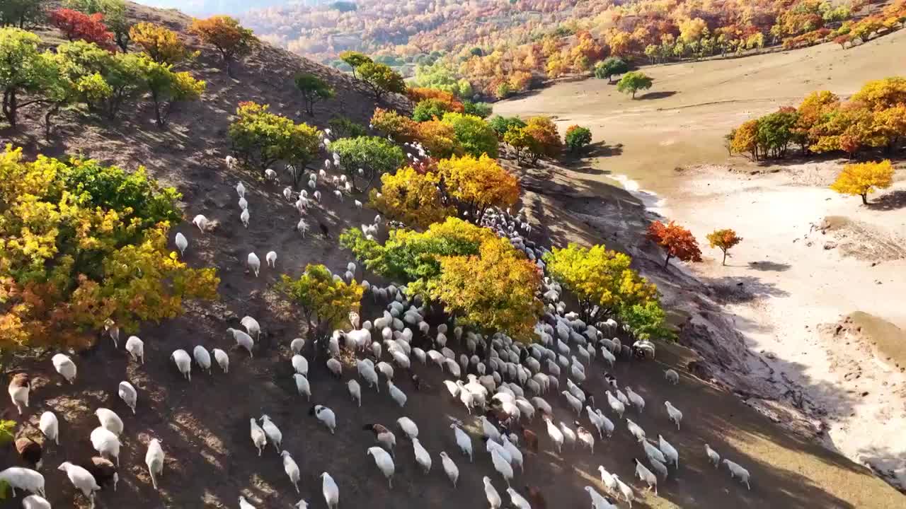 内蒙古坝上乌兰布统秋季秋天秋景彩林航拍视频素材