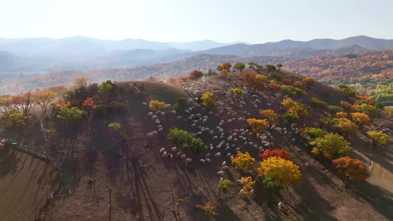 内蒙古坝上乌兰布统秋季秋天秋景彩林航拍视频素材