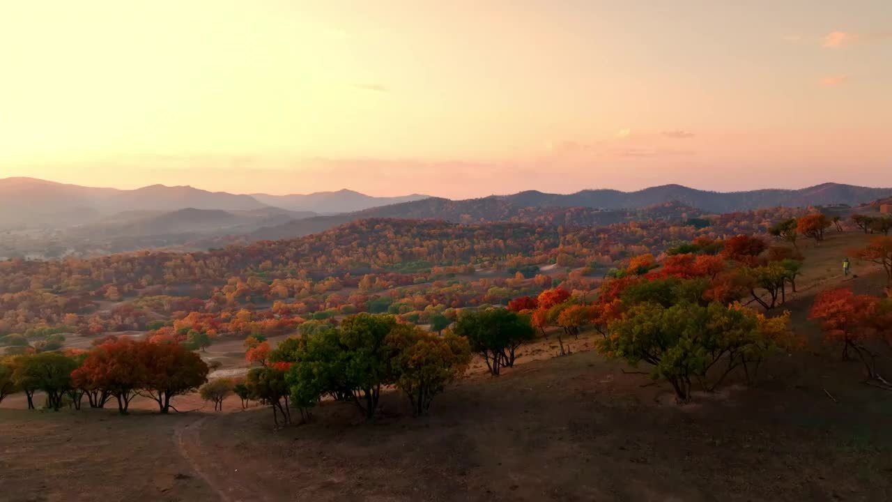 内蒙古坝上乌兰布统秋季秋天秋景彩林航拍视频素材