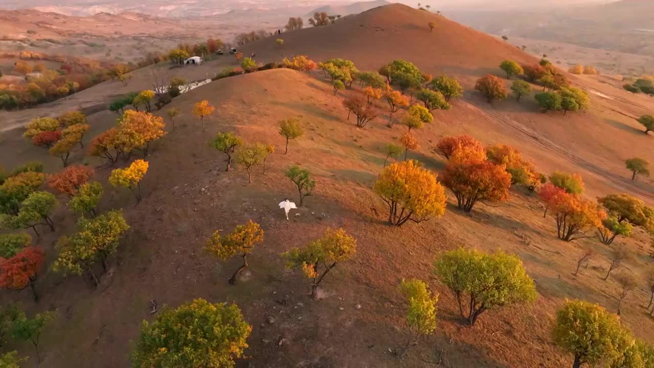 内蒙古坝上乌兰布统秋季秋天秋景彩林航拍视频素材