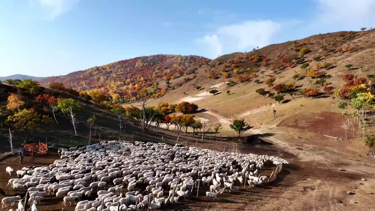 内蒙古坝上乌兰布统秋季秋天秋景彩林航拍视频素材