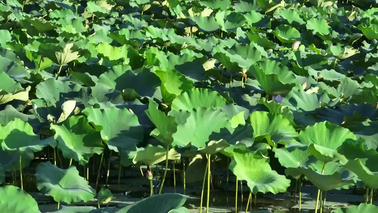 近距离拍摄荷花池视频素材