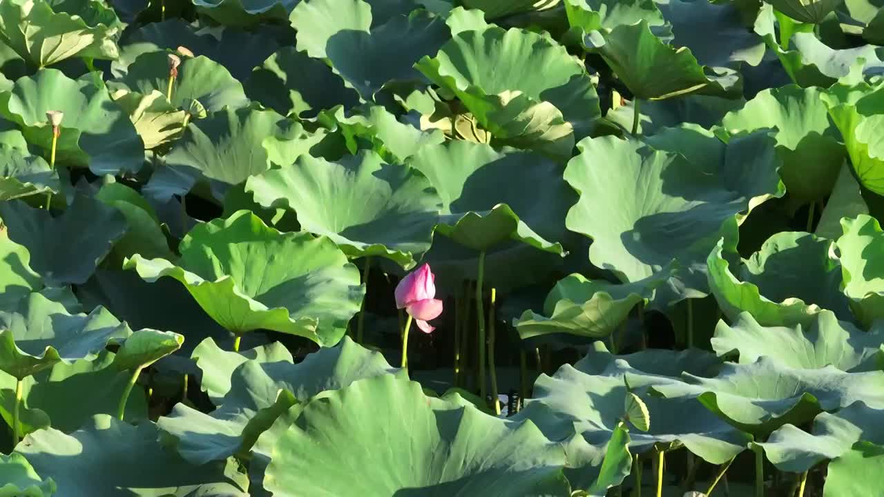 近距离拍摄荷花池视频素材