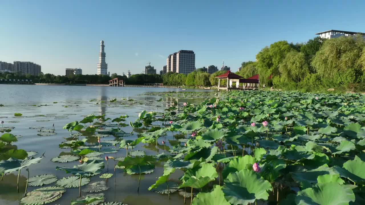 近距离拍摄荷花池视频素材