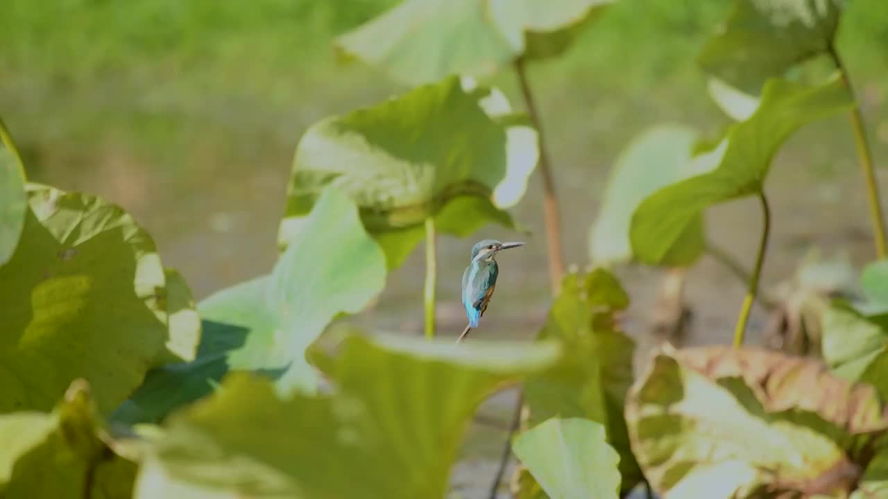 秋季荷塘里的翠鸟视频素材