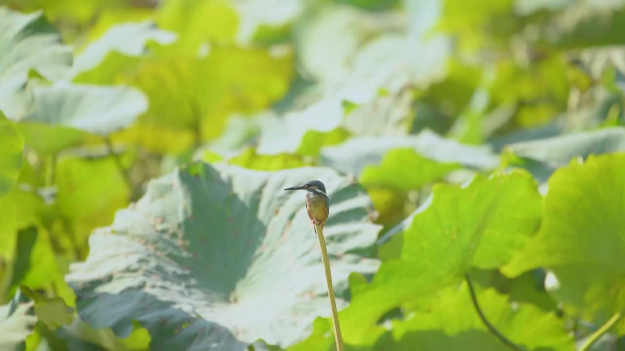 秋季荷塘里的翠鸟视频素材