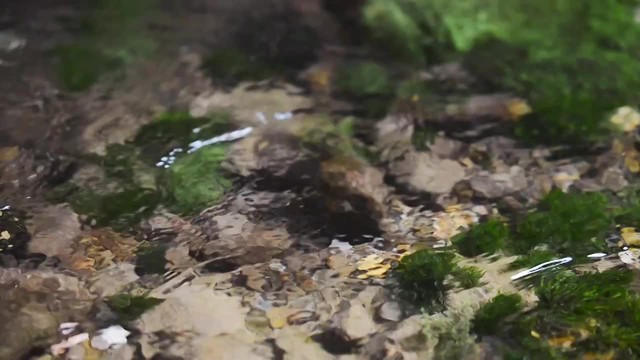 流动溪水特写视频素材