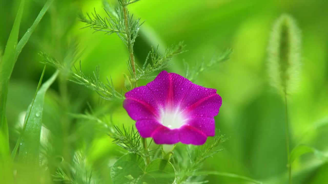 草地里的牵牛花，喇叭花视频素材