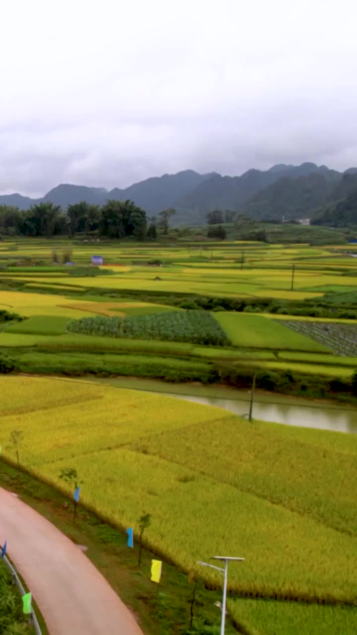 高清竖屏航拍靖西平江乡村清晨风景（合集）视频素材