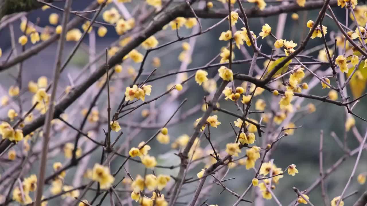 公园里的腊梅梅花寒冷的冬天视频素材