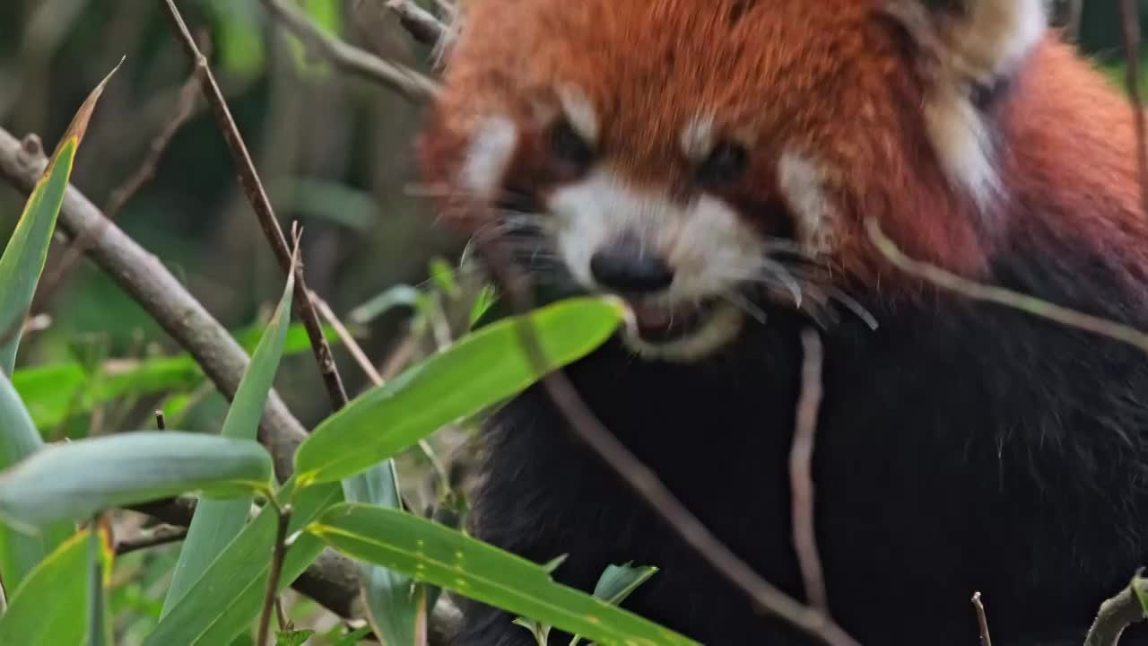 野生小熊猫野化训练树上的小熊猫视频素材