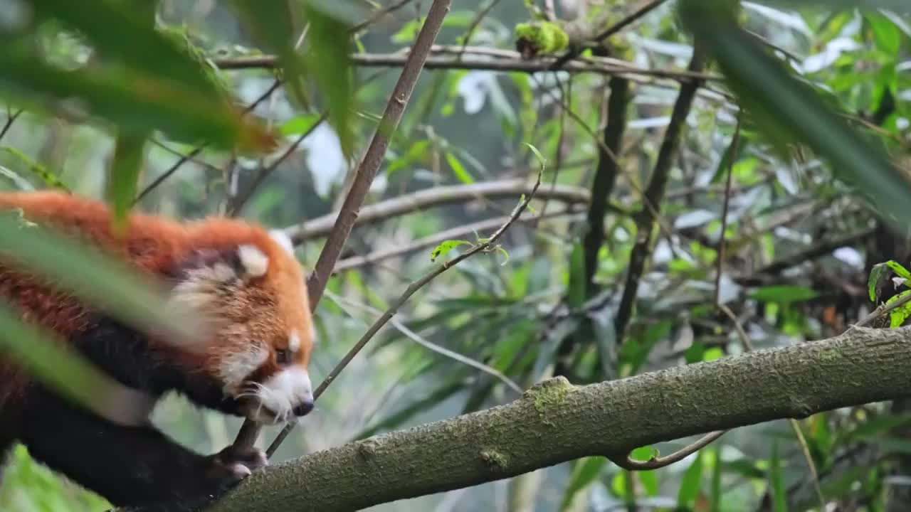 野生小熊猫野化训练树上的小熊猫视频素材