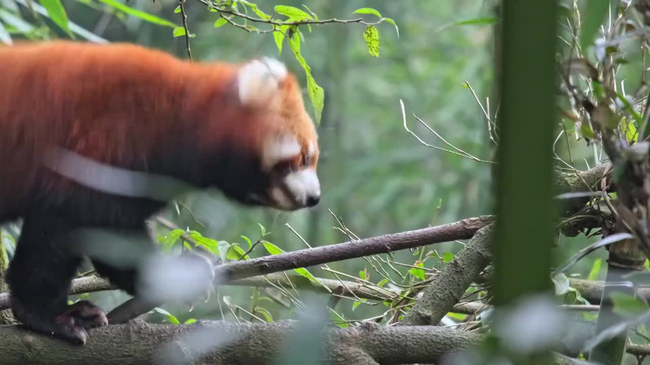 野生小熊猫野化训练树上的小熊猫视频素材