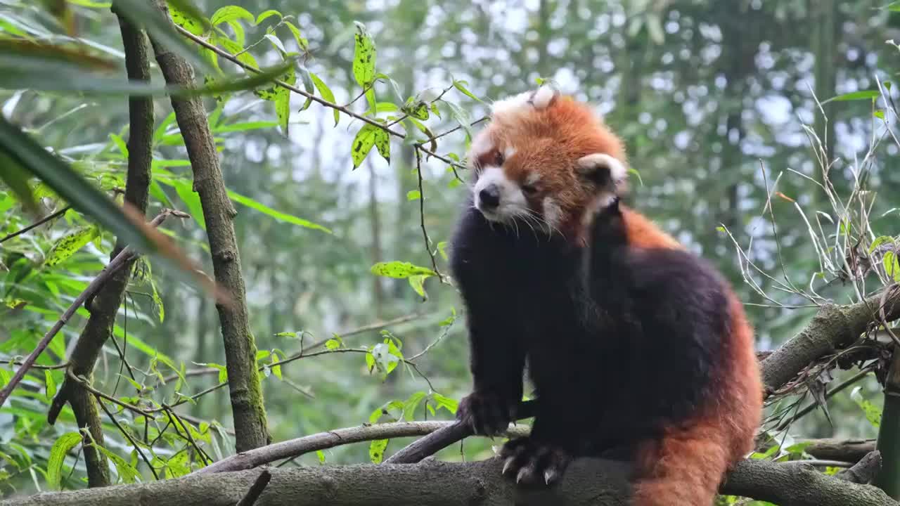 野生小熊猫野化训练树上的小熊猫视频素材