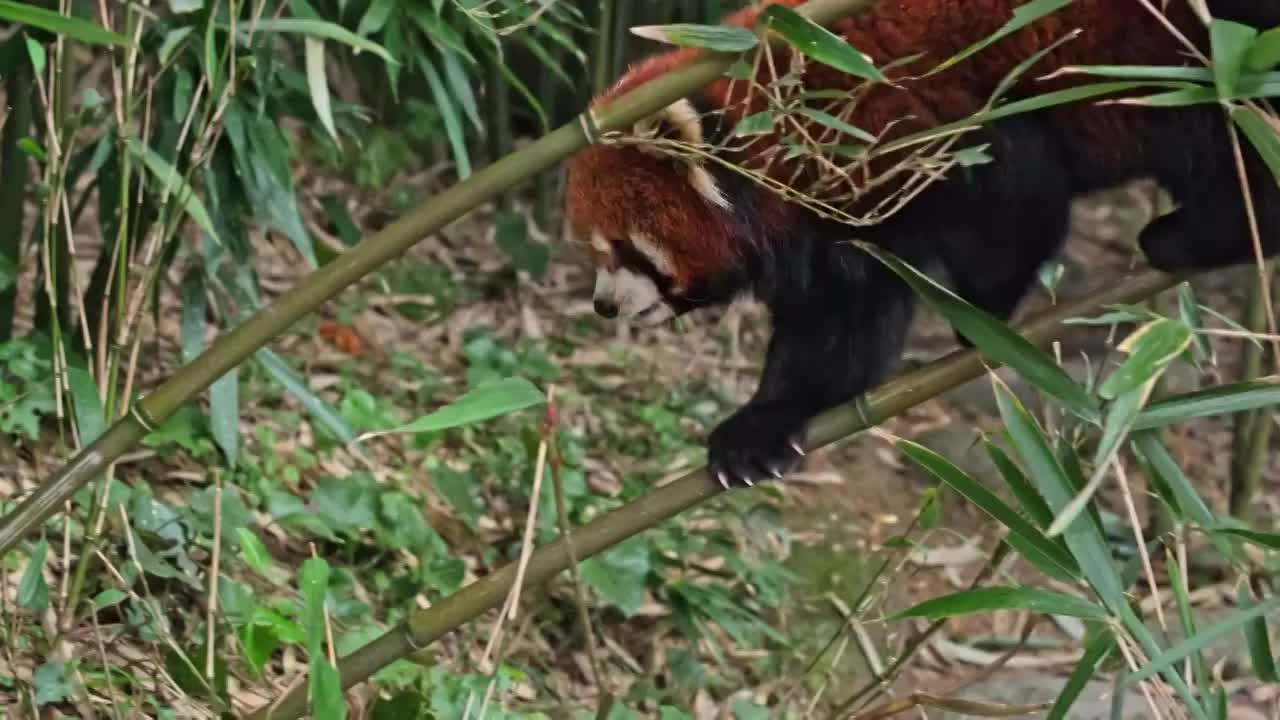 野生小熊猫野化训练树上的小熊猫视频素材