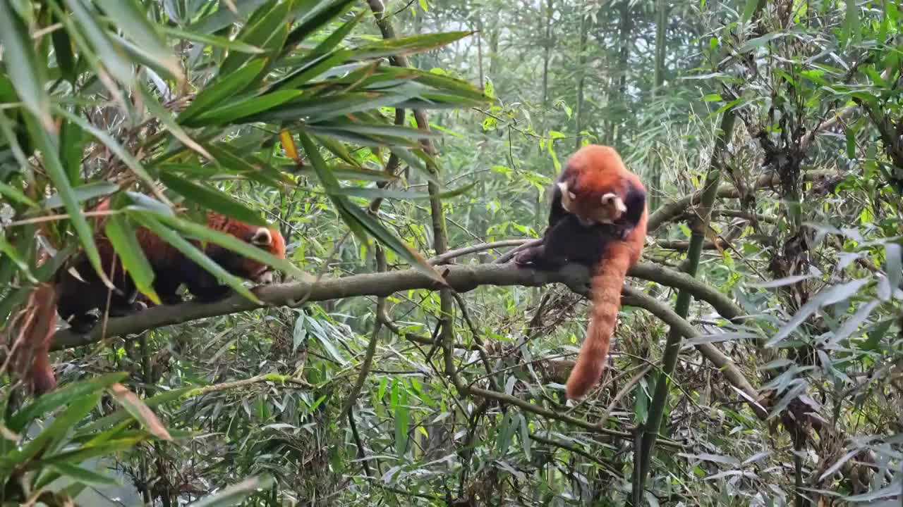 野生小熊猫野化训练树上的小熊猫视频素材