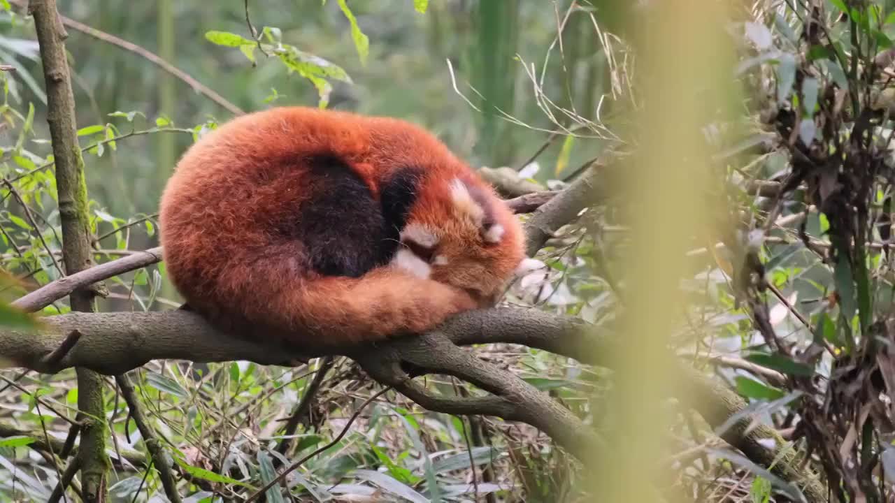 野生小熊猫野化训练树上的小熊猫视频素材